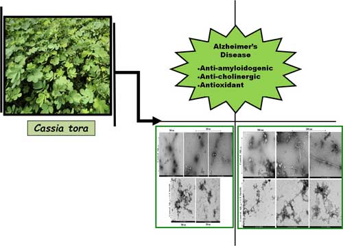 C tora methanol to inhibit the Aβ42 aggregation