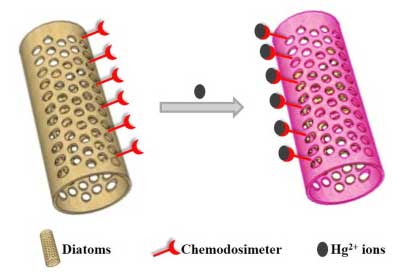 diatomaceous earth particles