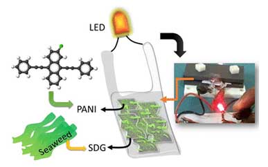 seaweed-derived graphene/polyaniline - energy storage electrode